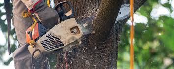 Best Commercial Tree Services  in Kingston Estates, NJ