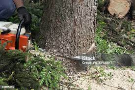 Kingston Estates, NJ Tree Removal Pros