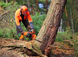 Lawn Maintenance Plans in Kingston Estates, NJ