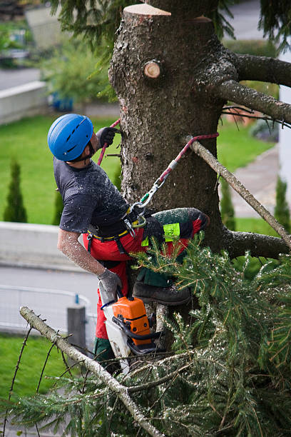 Best Emergency Tree Removal  in Kingston Estates, NJ