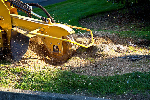 Best Tree Health Inspection  in Kingston Estates, NJ